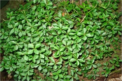 Peperomia tetraphylla